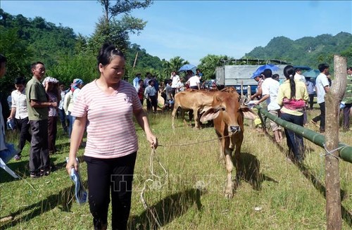 越南多维贫困报告：各地区和民族之间的贫困率差距较大 - ảnh 1