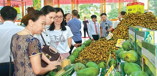 山萝省特产水果出口带来高利润 - ảnh 1