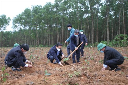 响应植树节，广治省种560棵桂树 - ảnh 1