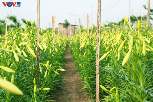 高雅纯洁的四月百合花季 - ảnh 3