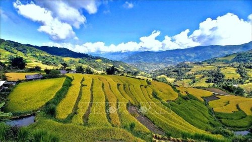 走遍全国，观赏各地金色稻田美景 - ảnh 1