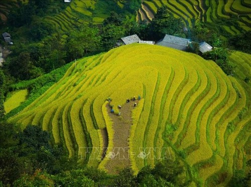 走遍全国，观赏各地金色稻田美景 - ảnh 2