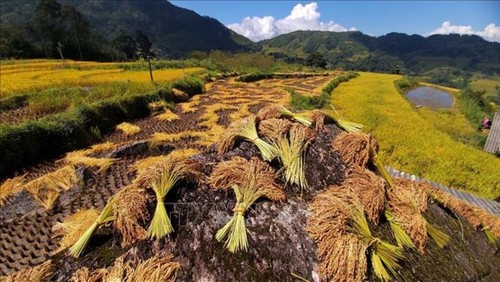 走遍全国，观赏各地金色稻田美景 - ảnh 4