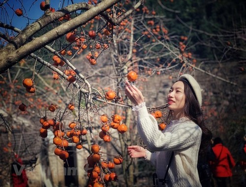 木州高原柿子成熟季节 - ảnh 14