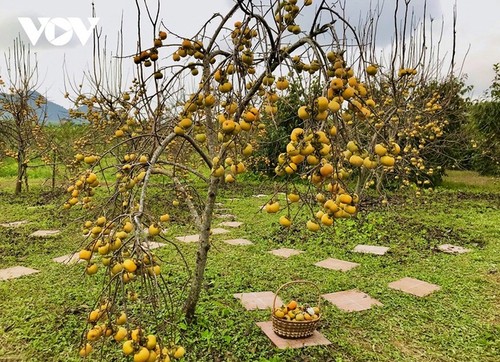 木州高原柿子成熟季节 - ảnh 1