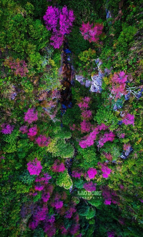 野桃花把春色洒满木江界山林 - ảnh 6