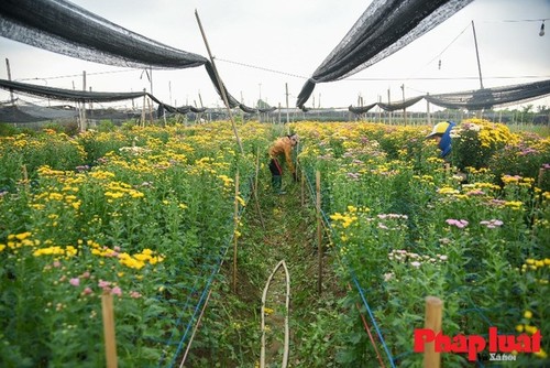 西就花村节前忙碌，癸卯新春花色更鲜 - ảnh 6