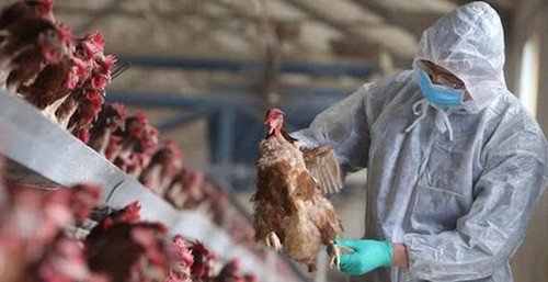 ​ 世卫组织：H5N1病毒全球传播现状“令人担忧” - ảnh 1