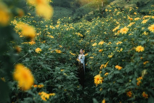 诸登亚火山上的肿柄菊花色 - ảnh 12