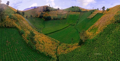 诸登亚火山上的肿柄菊花色 - ảnh 6