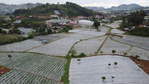 道山罗省农民靠种草莓致富 - ảnh 1