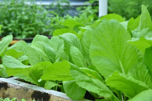 DK1海上高脚屋：欢度新春，不忘任务 - ảnh 15