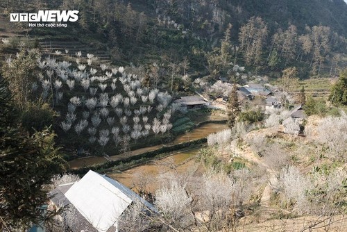 李花给左文诸高原铺上祥和的美毯 - ảnh 8