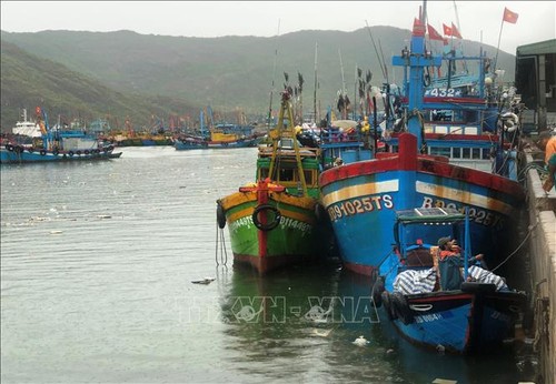 彻底处理违反打击非法、不报告和不管制捕捞行为规定的案件 - ảnh 1