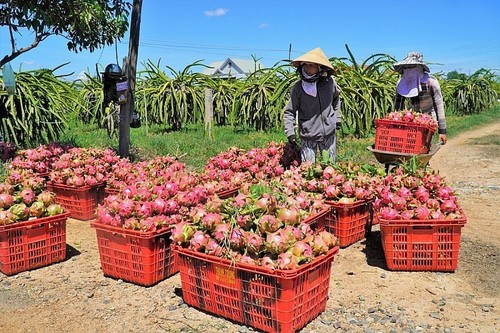 前8个月越中双边贸易额突破1300亿美元 - ảnh 1