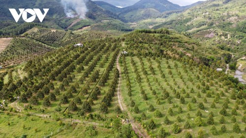 庆和省山区朝着有机方向推动耕种转型 - ảnh 1