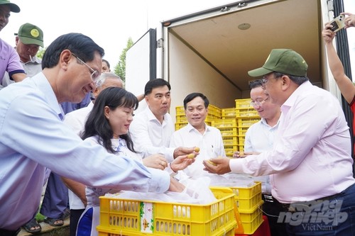 九龙江平原地区为出口打造水果品牌 - ảnh 1