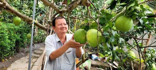 依靠生态果园建设实现致富的农民百万富翁阮文摆 - ảnh 1