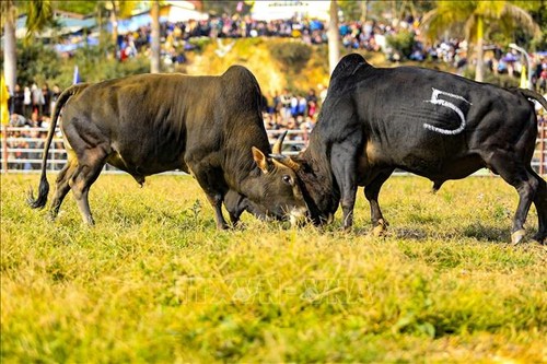 新春参加传统斗牛赛 - ảnh 1