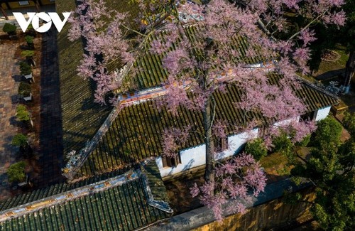 “王者之花”绽放顺化皇城 - ảnh 12