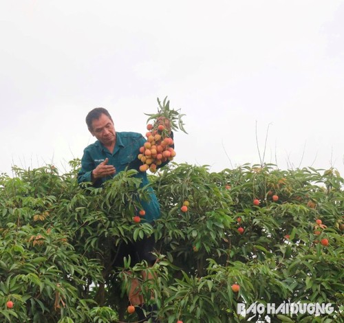海阳省清河县：早熟荔枝迎来丰收季 - ảnh 1