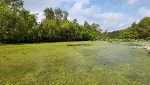 后江省龙玉皇植物园和野生动物收容救护站 - ảnh 1