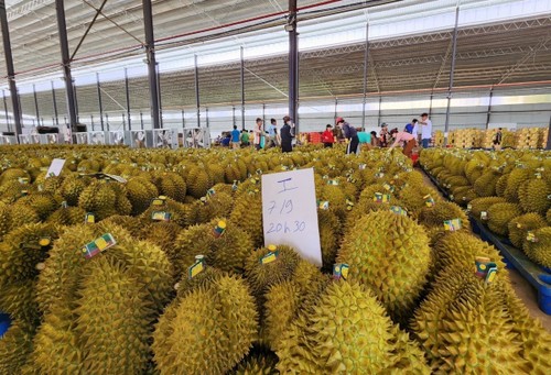 多乐省加强质量检测，维护出口榴莲声誉 - ảnh 1