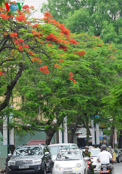 Gambar Bunga Flamboyan Ungu - Koleksi Gambar Bunga