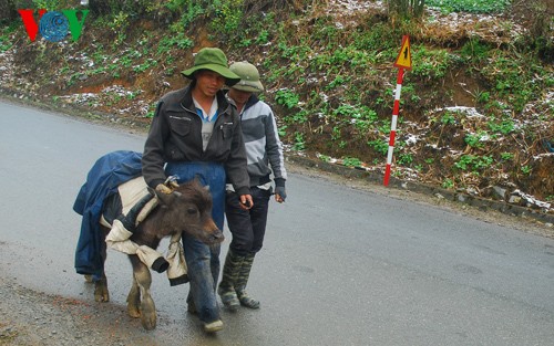 Salju turun di daerah pegunungan Vietnam Utara - ảnh 8