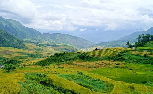 Genuss des Gelbs von reifen Reisfeldern in Y Ty - ảnh 10