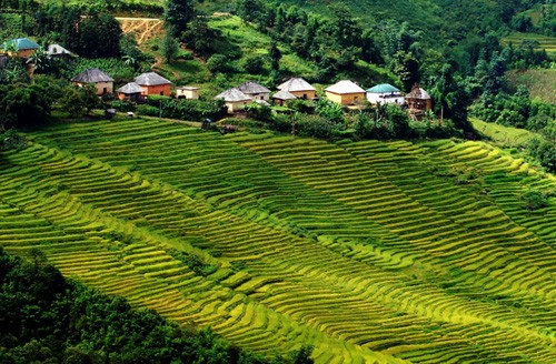 Genuss des Gelbs von reifen Reisfeldern in Y Ty - ảnh 8