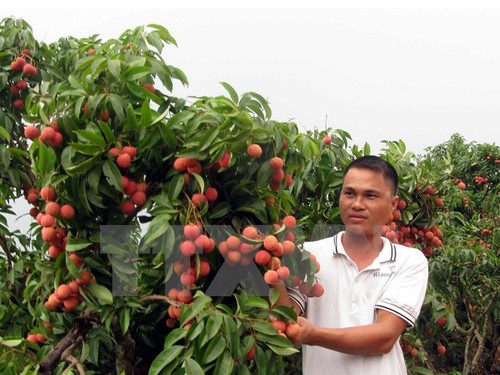 Litschi aus Vietnam nach Kanda exportiert - ảnh 1