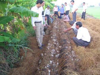 Das Modell zur Strohpilzzucht der Bauern in Soc Trang - ảnh 1