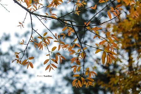 Laubverfärbung im Nationalpark Ba Vi  - ảnh 5