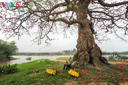 Bunte Bombax ceiba-Bäume in den ländlichen nordvietnamesischen Gebieten - ảnh 15