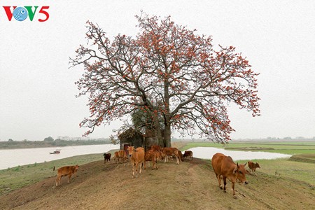 Bunte Bombax ceiba-Bäume in den ländlichen nordvietnamesischen Gebieten - ảnh 2