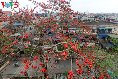 Bunte Bombax ceiba-Bäume in den ländlichen nordvietnamesischen Gebieten - ảnh 5