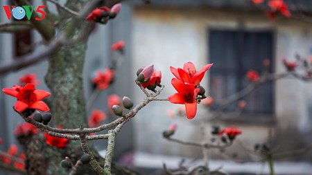 Bunte Bombax ceiba-Bäume in den ländlichen nordvietnamesischen Gebieten - ảnh 6