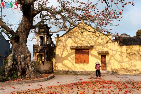 Bunte Bombax ceiba-Bäume in den ländlichen nordvietnamesischen Gebieten - ảnh 8