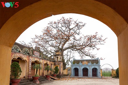 Bunte Bombax ceiba-Bäume in den ländlichen nordvietnamesischen Gebieten - ảnh 9