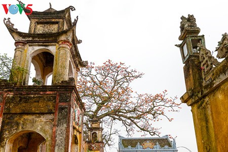 Bunte Bombax ceiba-Bäume in den ländlichen nordvietnamesischen Gebieten - ảnh 10