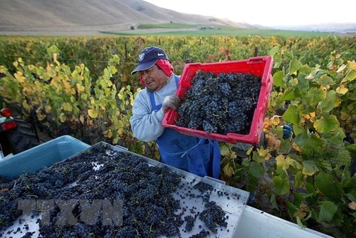 Handelsstreit bedroht Wachstum der US-Landwirtschaft und der globalen Wirtschaft - ảnh 1