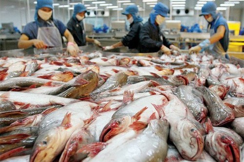 Günstige Chancen für vietnamesischen Pangasius auf US-Markt - ảnh 1