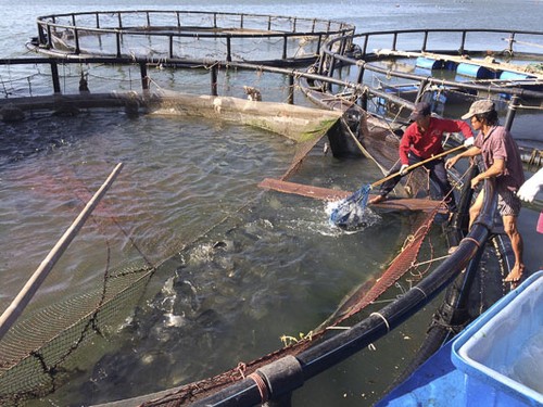 Ausweitung des Modells zur Aquakultur in Ba Ria-Vung Tau - ảnh 1