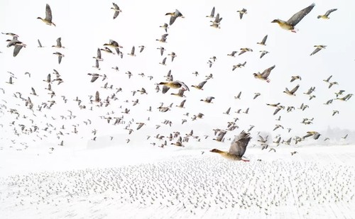 Foto über Fischfang in der Lagune Tam Giang gewinnt Kategorie „Menschen” bei Drone Photo Awards  - ảnh 1