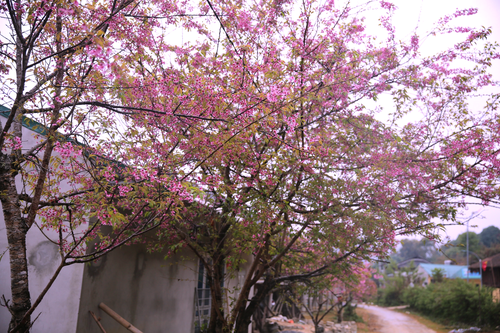 Erstmals To Day-Blumenfest in Mu Cang Chai - ảnh 1