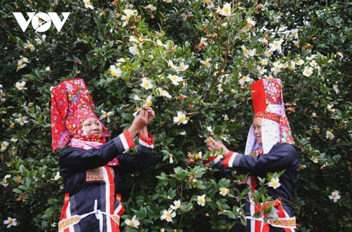 Das Fest der herbstblühenden Kamelie in Binh Lieu - ảnh 1