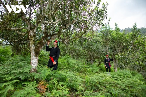 Herstellung von teurem Tee - ảnh 2