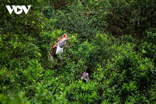 Herstellung von teurem Tee - ảnh 3