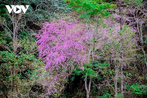 Blume, die den Frühling symbolisiert - ảnh 1